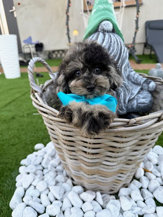 Śliczny piesek maltipoo Z niebieskimi oczami