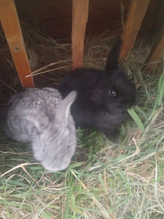 Кроленята два місяці і менша