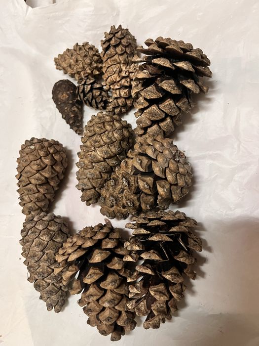 Шишки сосновые жёлуди   розница
