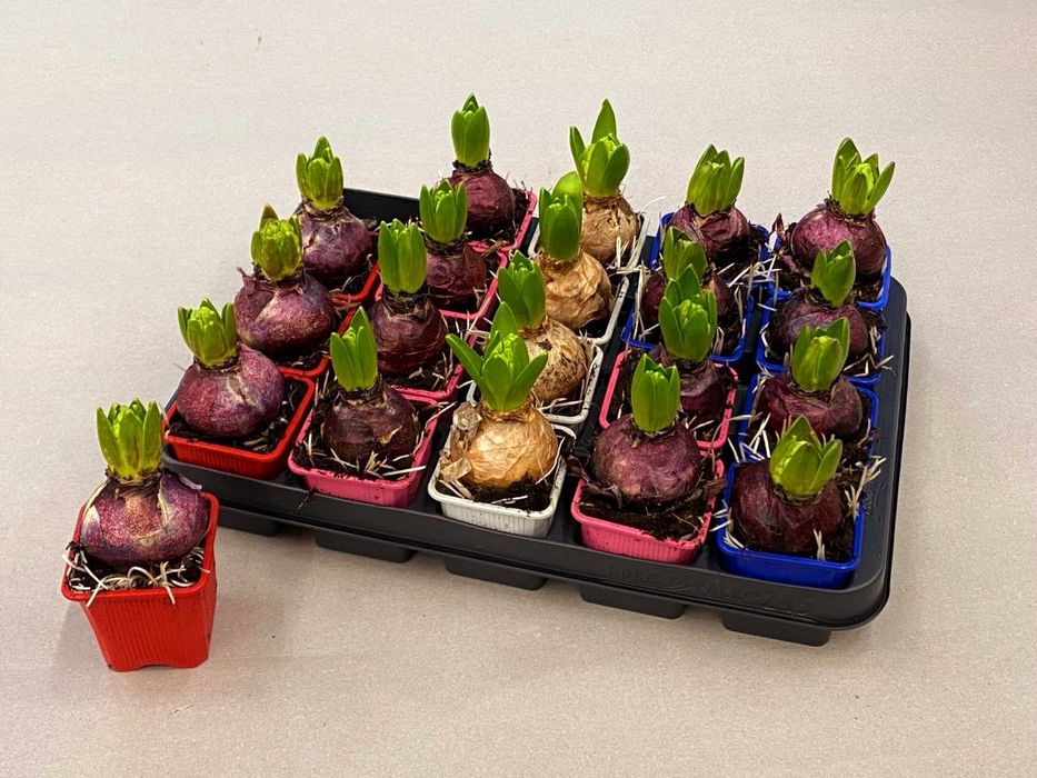 Вазони, Гіацинти, троянди та багато інших рослин.