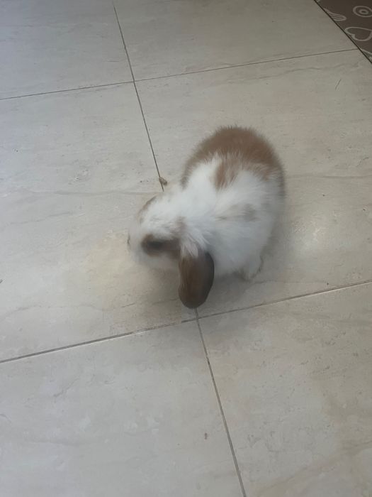 Coelho  mini belier