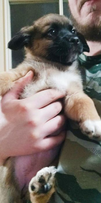 Szczeniaki do oddania