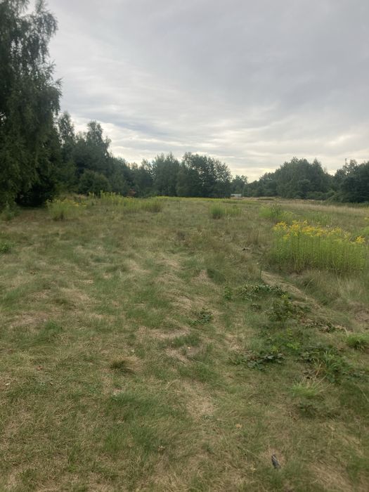 Wydzierżawię pole Truskolasy 1.1ha