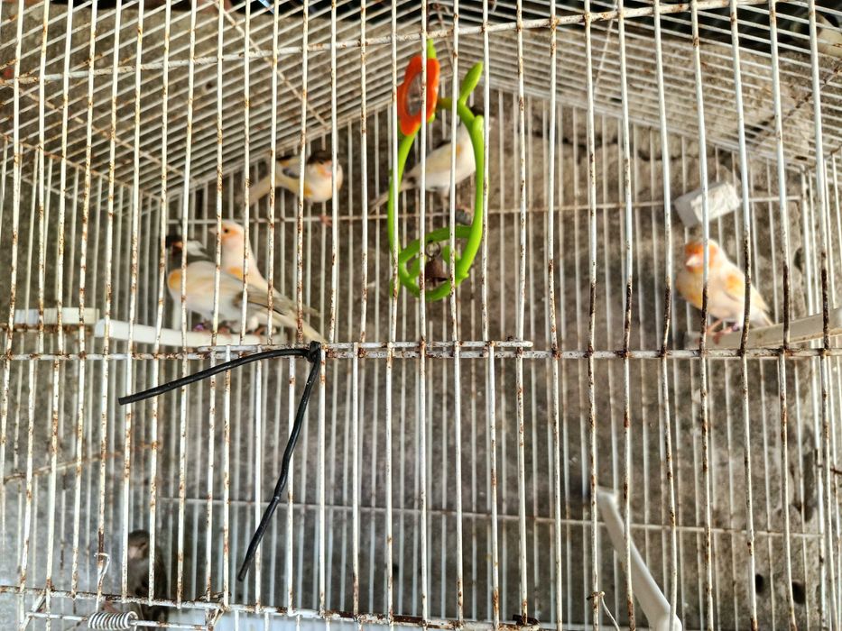 Canários Arlequim Português