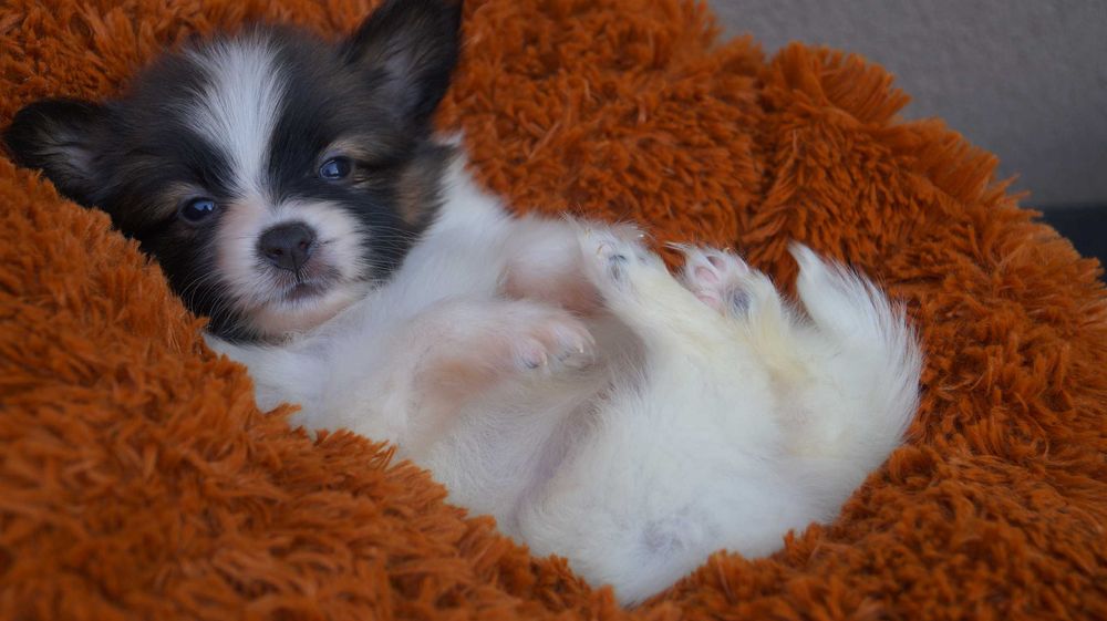 папильон малыш мальчик