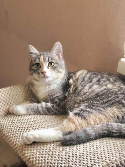 Найкраща киця в надійні руки