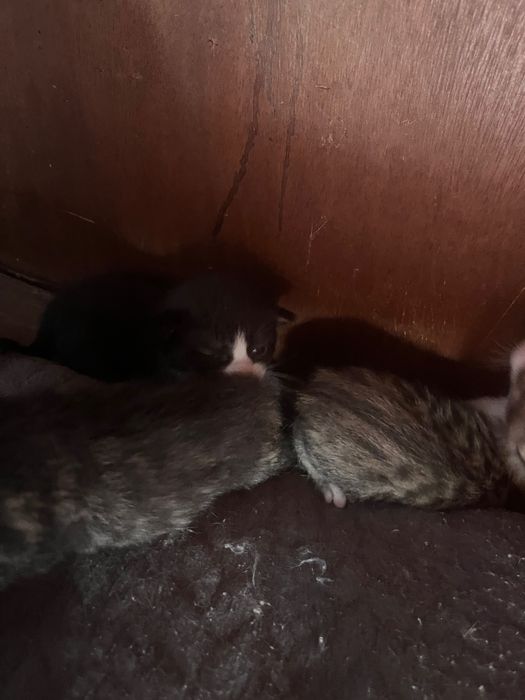 Gatos bebés para dar