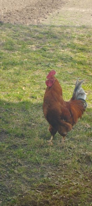 Продам сім'ю домашніх курей на розведення