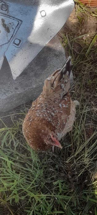 Aves do campo  bonitas