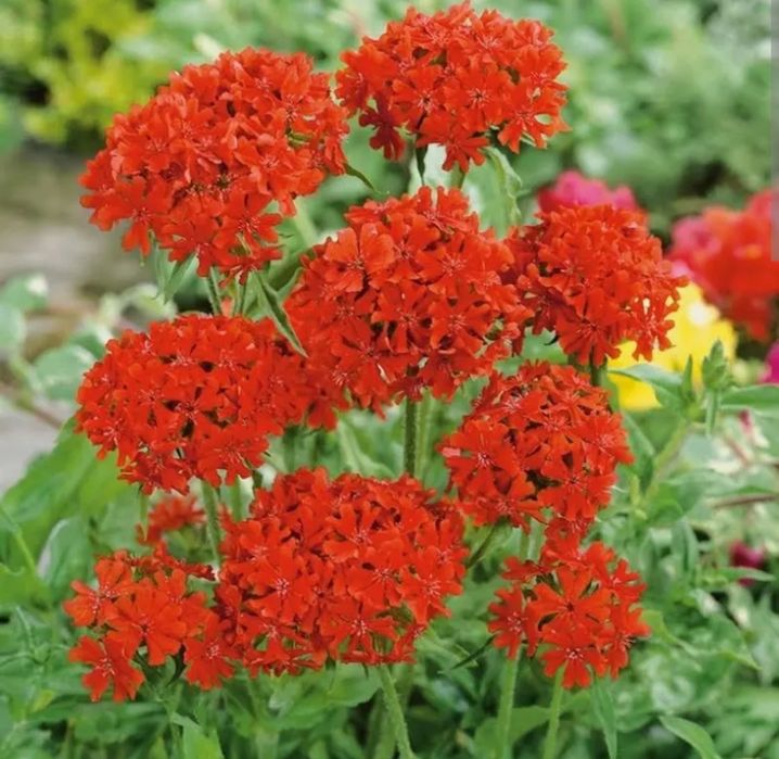 Nasiona firletki chalcedońskiej 1 gram