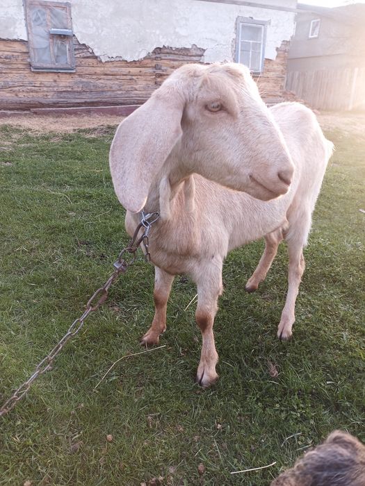 Коза Нубо- каморі 37%