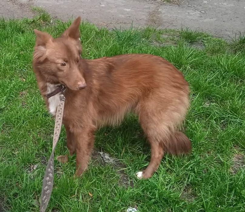 Дівчата в родину