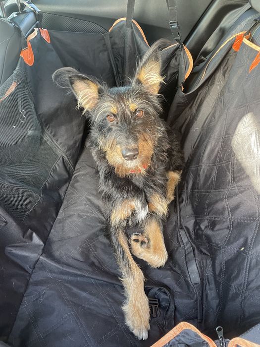 Petsitting e dog walking