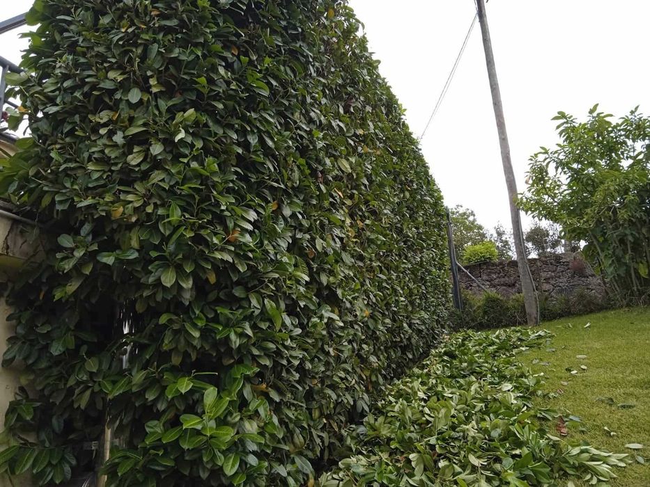 Jardineiro João em Braga