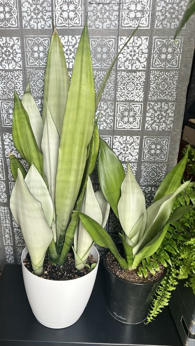 Sansevieria Moonshine wysoka