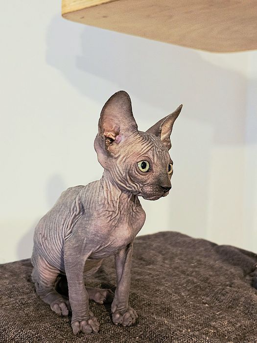 Sfinks Kanadyjski kotek