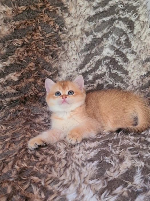 Красивые породные котята