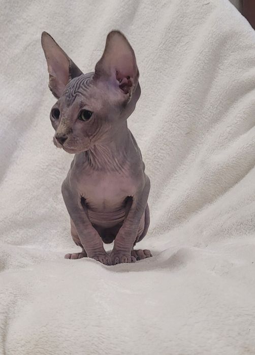 Gatinho sphynx bebé