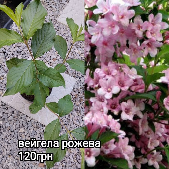 Хвойні та декоративно листяні рослини для  саду