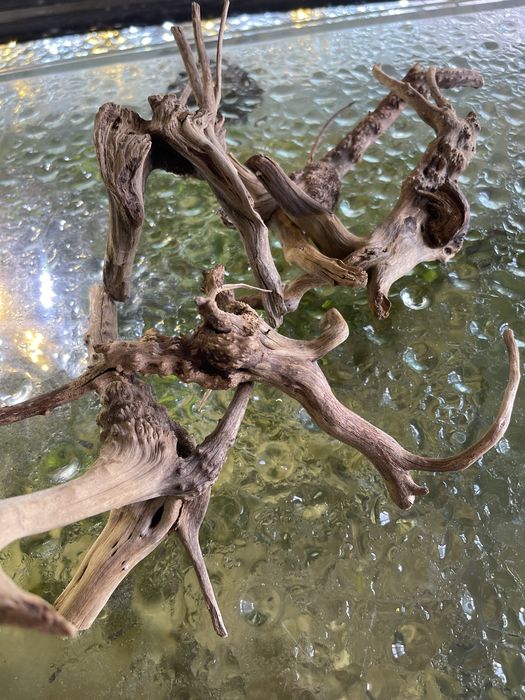 Ramos para decoração de aquários