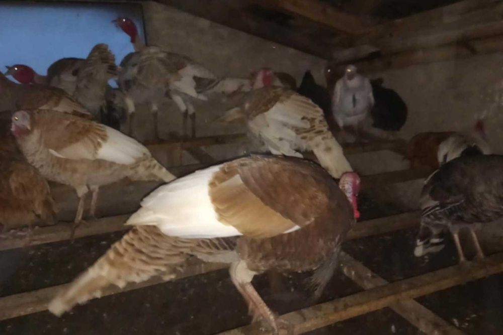 Sprzedam żywe indyki