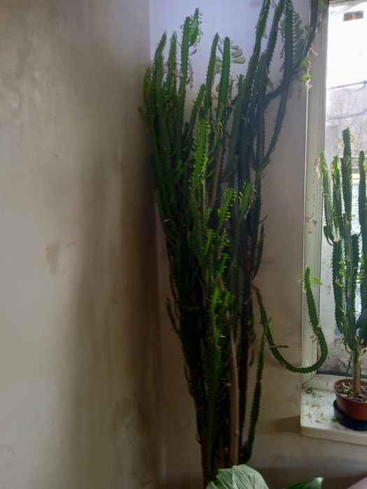 Продам цветок,самовывоз