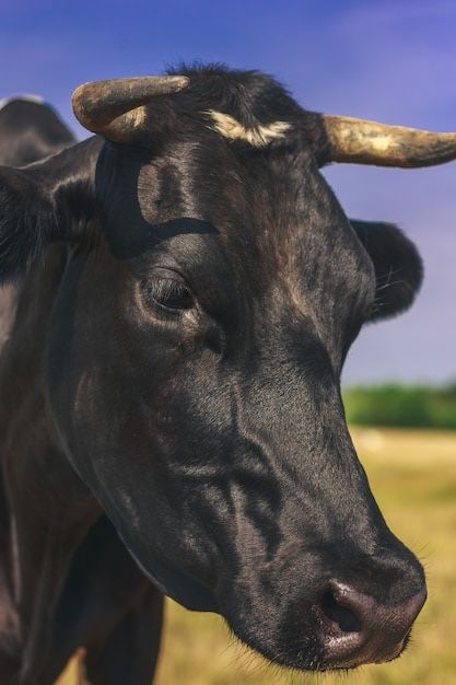 Продам Корову тільну