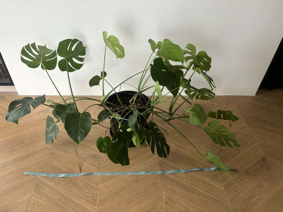 Monstera 150cm - piękna