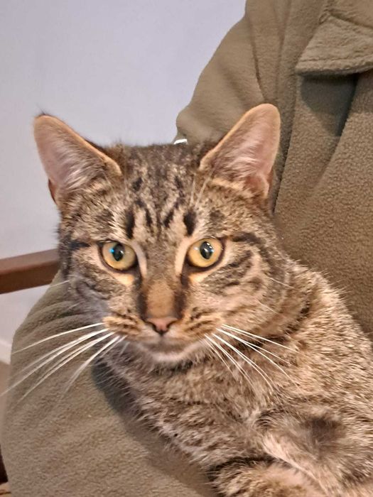 Kocurki szukają domku