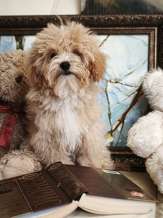 Мальтипу мальтіпу  мини міні