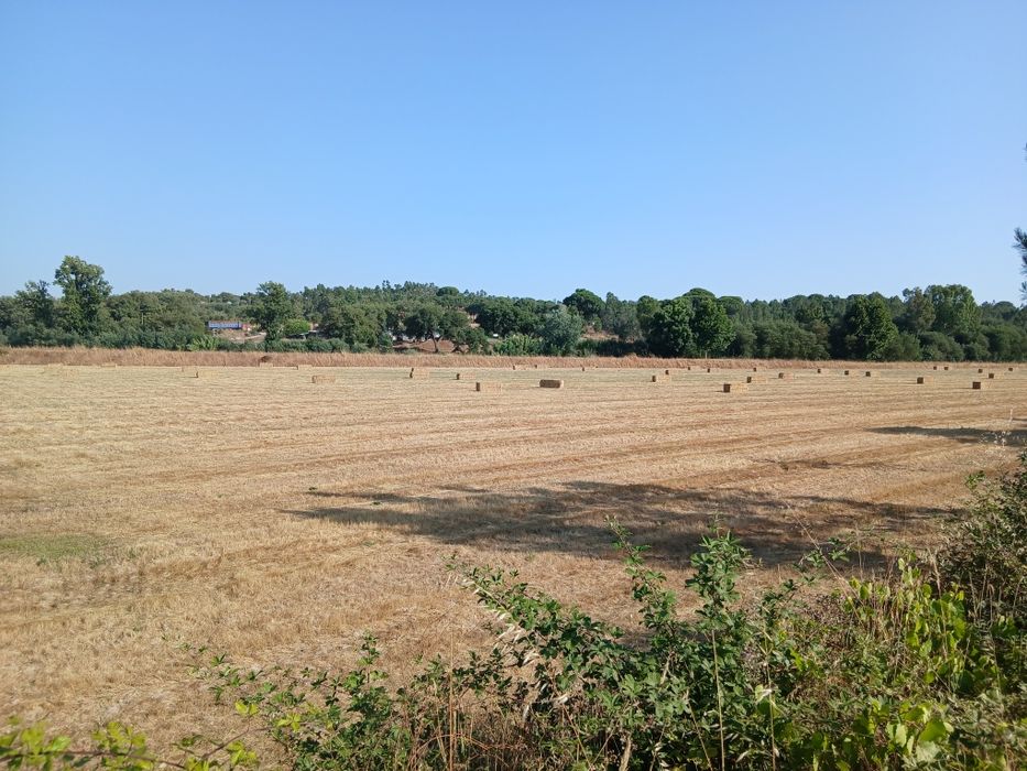 Vendo feno de azevem