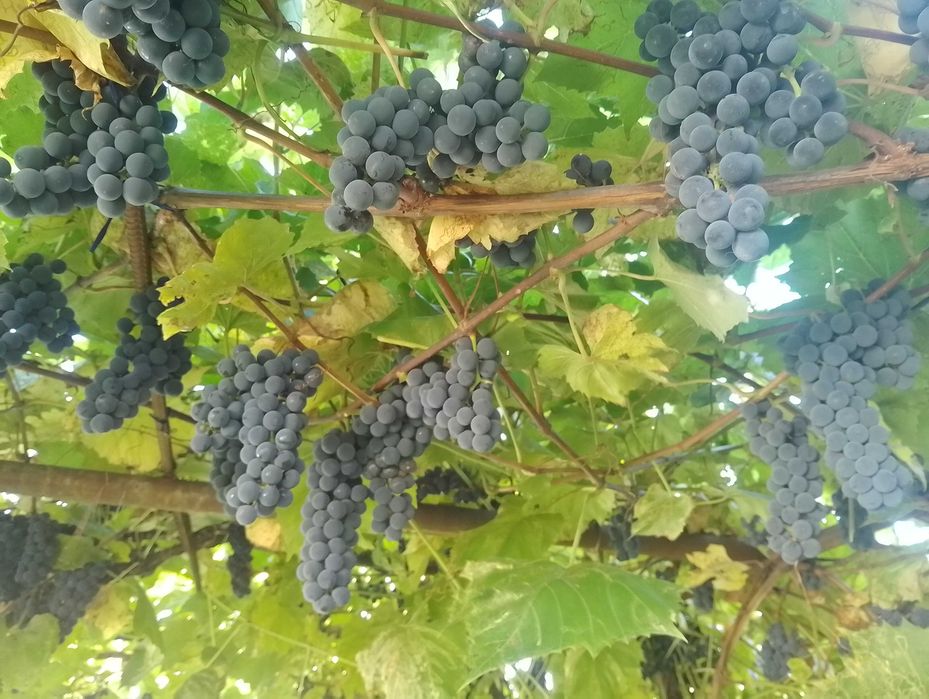 Саджанці неукривного винограду