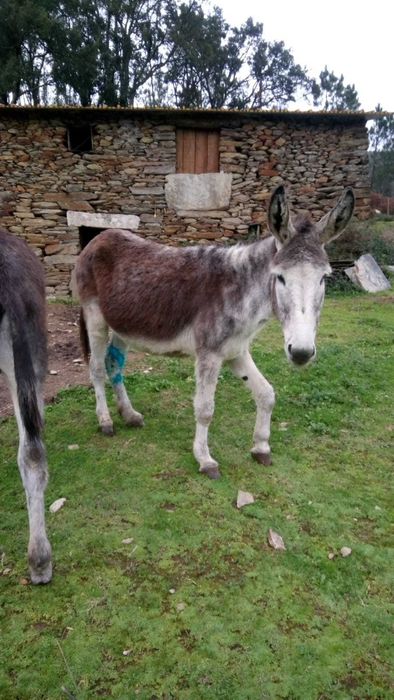 2 animais: Burro cerca de 2anos e mãe cerca de 12 anos prenha registados e desparasitados