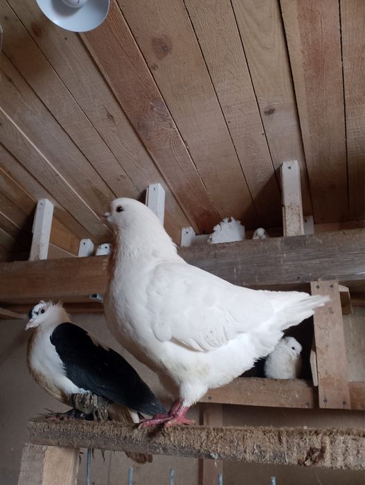 Gołębie kingi 2 samce