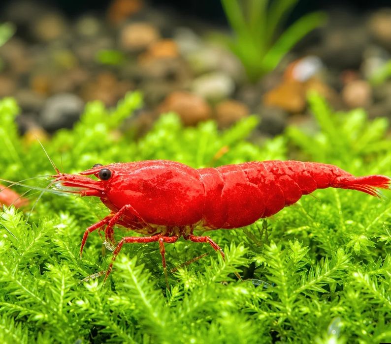 Red Fire Neocaridinas