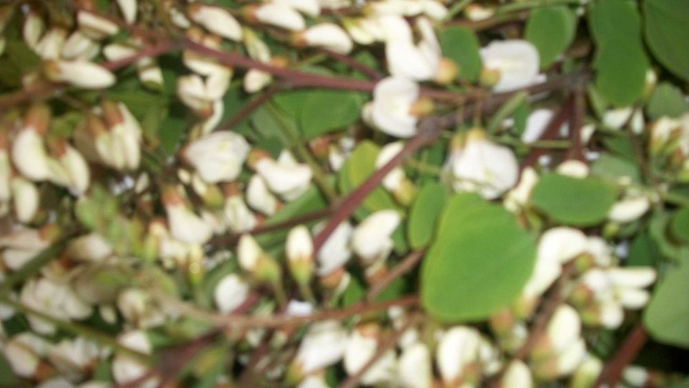 Лечебный чай из лепестков эфиромасличной крымской розы 2025 г.