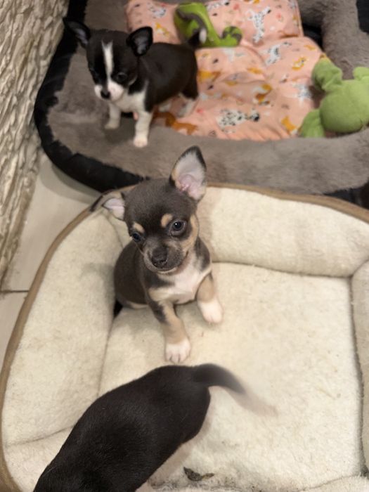Chihuahua Szczeniaki Błękitne Chłopiec