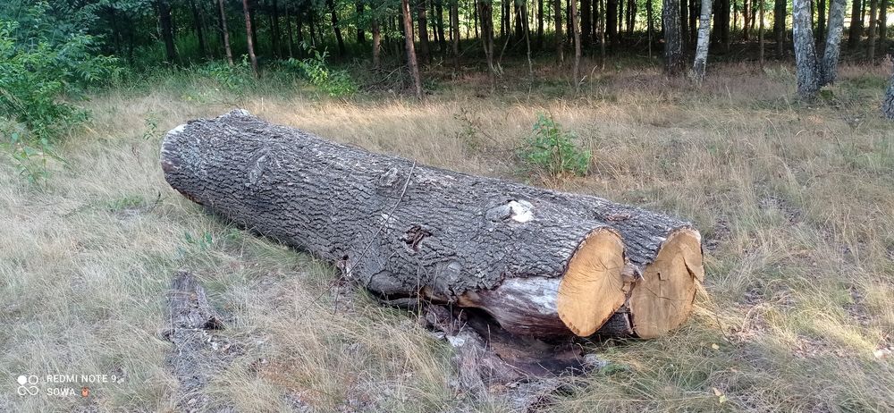 Dąb tartaczny,kloce dębowe,na stoły,ławy