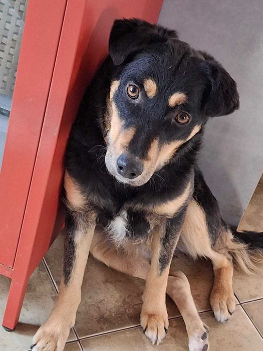 Młoda łagodna przyjazna suczka szuka domu