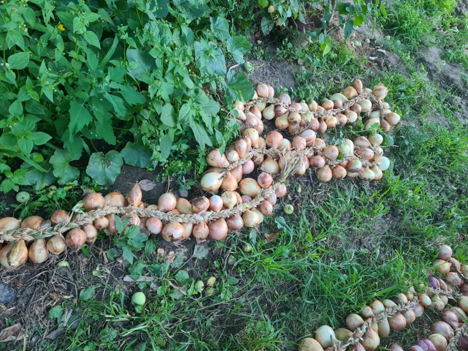 Vendo cabos de cebolas