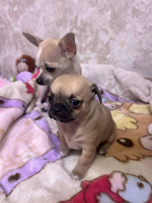 Дівчата Чихуахуа (бронювання)