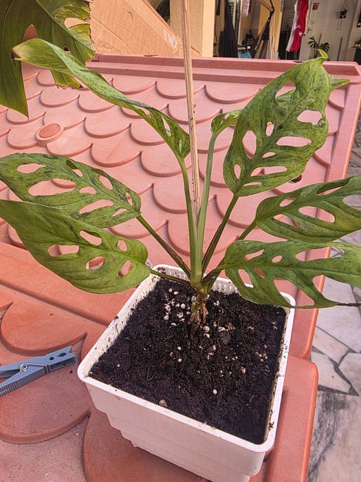 Monstera Adansonii Bulbasaur
