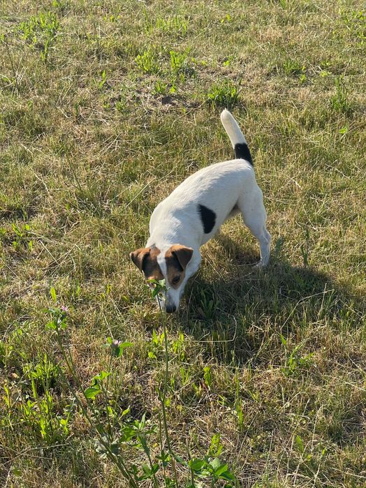 Jack Russell Terrier ZKwP FCI suczka