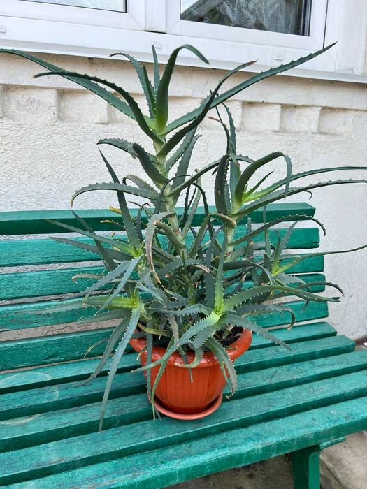 Алоє Лікувальний 50 см