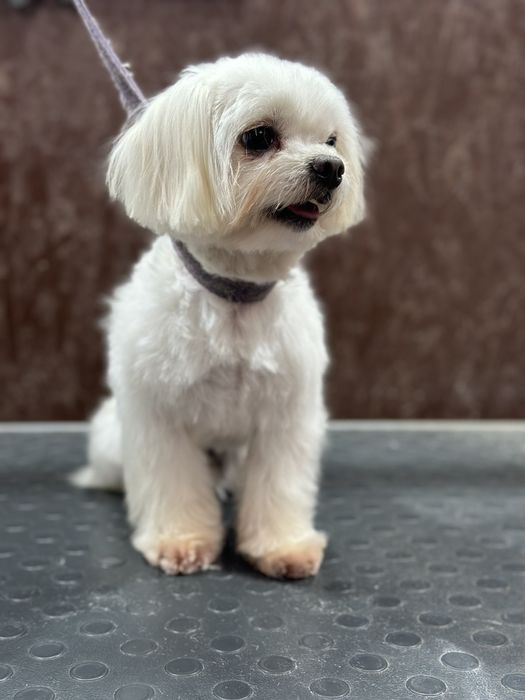 В'язка собак мальтійська болонка