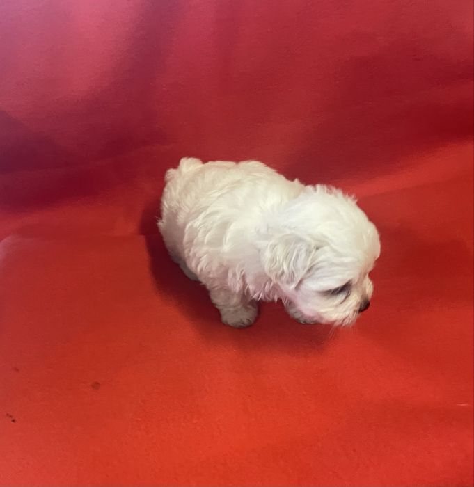 Bichon Maltês Maravilhoso Fêmea
