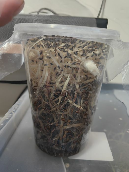 Muszki nie loty d hydei