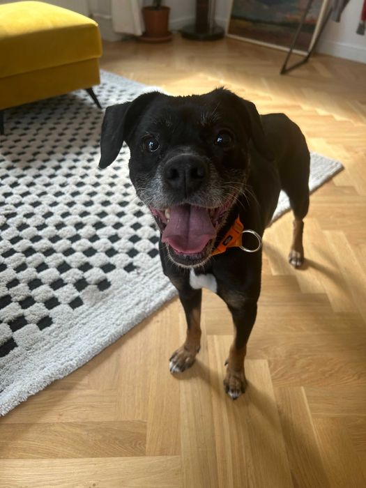 Roxy w typie boksera szuka domu!