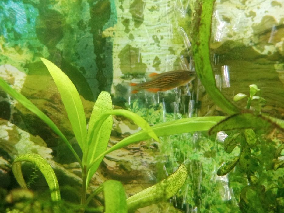 Danio Perłowe / Razbora Galaxy