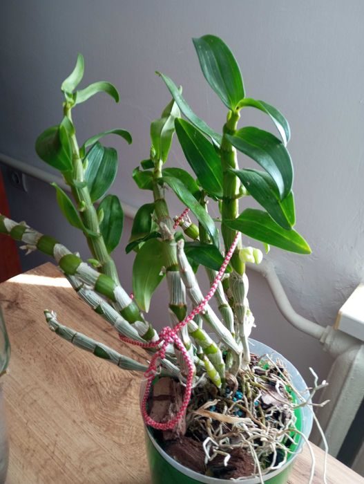 Орхідея Дендробіум Нобіле